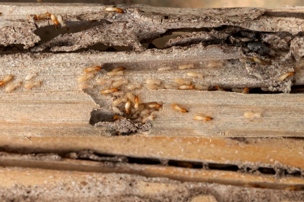 Best Pest Inspection Near Me  in Bayou Country Clu, LA